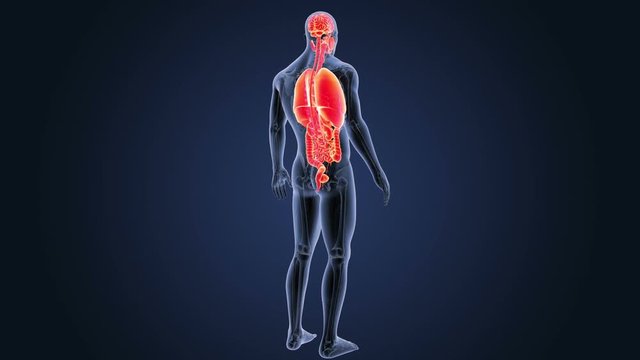 Organs with Anatomy