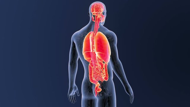 Organs with Circulatory system