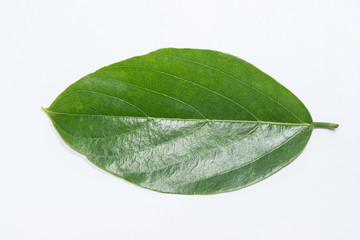 Fototapeta na wymiar Green leaves white background