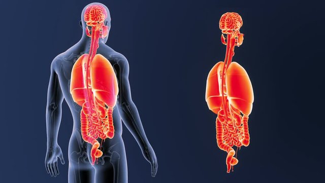 Organs zoom with Skeleton