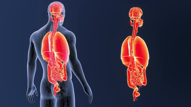 Organs zoom with Circulatory system