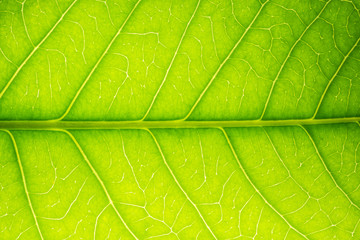 Obraz na płótnie Canvas Textured background green leaf