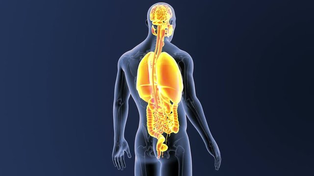 Organs with Skeleton