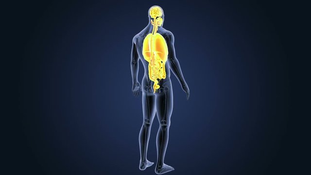 Organs with Anatomy