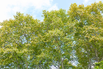 Park woods