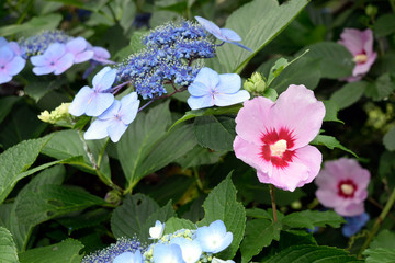 ピンクのムクゲと青紫の紫陽花