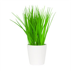 Long Green Grass in a White Flowerpot.