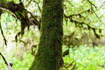 Moss on the tree in Ang Ka Luang Nature Trail