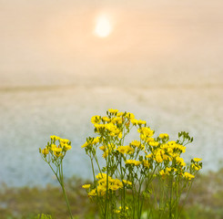 Rapeseed flower at lakeside in the dusk.