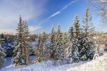 A few spruce trees on the edge of the canyon in Ruskeala