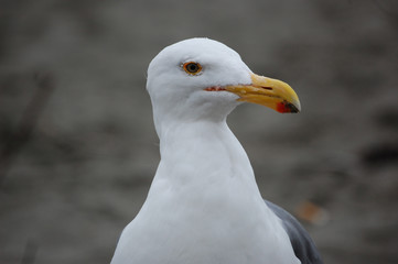Seagull