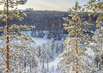 Pine trees in the background of the hills in winter