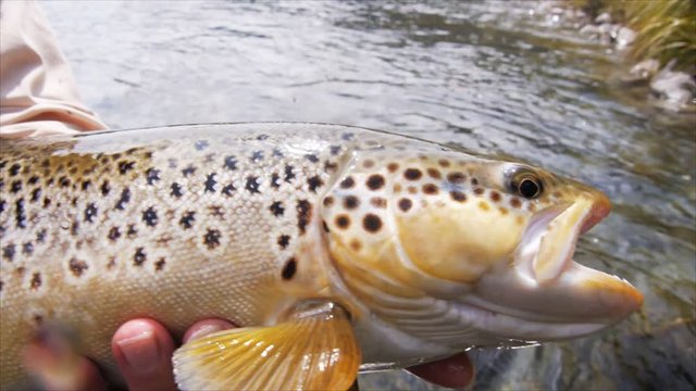 tracking shot of the side and head of a large new zealand brown trout prior to being released