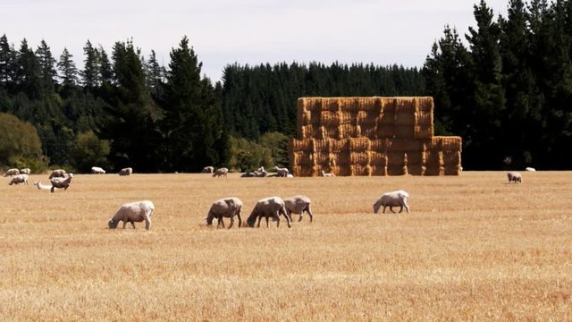sheep graze in a paddock containing a large haystack on  new zealand's canterbury plain