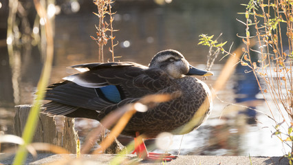 眠たそうなカルガモ