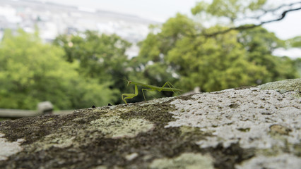 小さいカマキリ