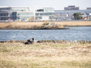 オオバンの親子