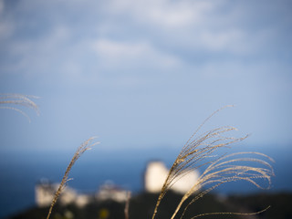 海を背景にしたススキ