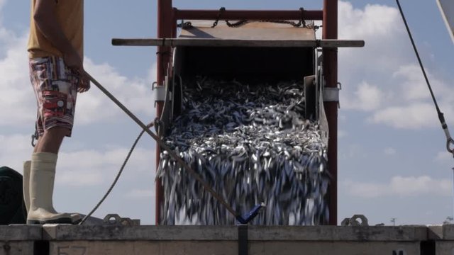 a fishing boat unloads its catch of sardines