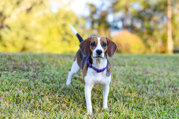 Small young Beagle enjoying the green grass outdoors 