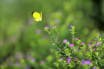 Obraz na płótnie Canvas Yellow butterfly