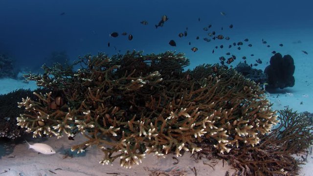 Reticulated damsel fishes (Dascyllus reticulatus) are hiding in a Coral (acropora sp), WAKATOBI, Indonesia, Slow motiom, RED 5Kws, 21:9