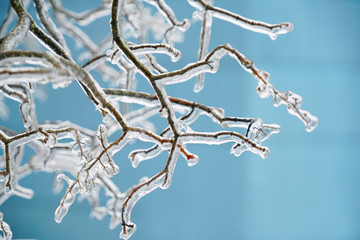 Tree branches in the frozen rain with ice on