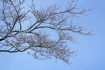 Tree branches in the frozen rain with ice on