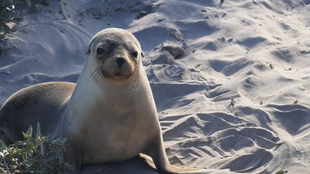 close up of a sea-lion pup at kangaroo island, australia