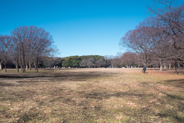 代々木公園