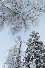 Snowy trees in winter forest with a beautiful light, view from belowю
