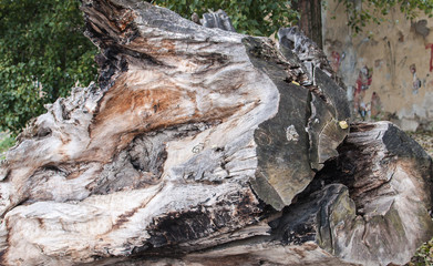 Old wood