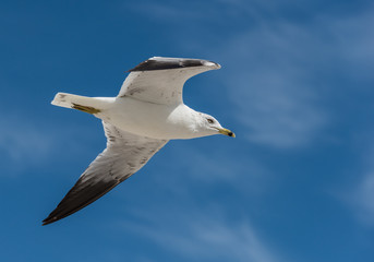 Seagull