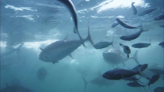 feeding frenzy of farmed bluefin tuna
