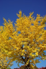 Fototapeta premium Ginkgo and sky 