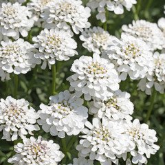 Schleifenblumen, Iberis