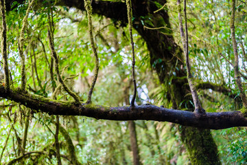 Moss, Fern tree in Ang Ka Luang Nature Trail
