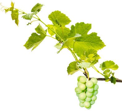 grappe de raisin vert et rameau de vigne nouvelle 