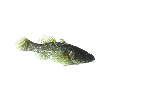fish in the aquarium isolated on white background