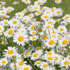 Obraz premium Margeriten, Leucanthemum, Frühling