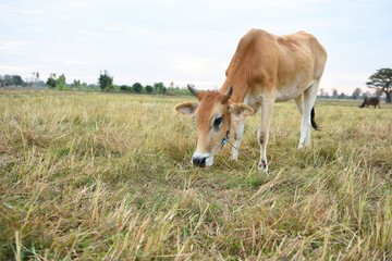 The cows are eating grass for pleasure in the fields.