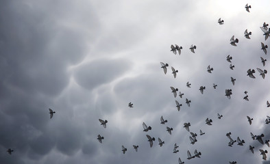 Rain clouds in the sky and a flock of pigeons. The religious con