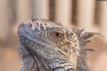 portrait of iguana behind the glass