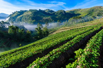 Fototapeta na wymiar strawberry farm array layer on hill at doi angkhang mountain, chiangmai, thailand