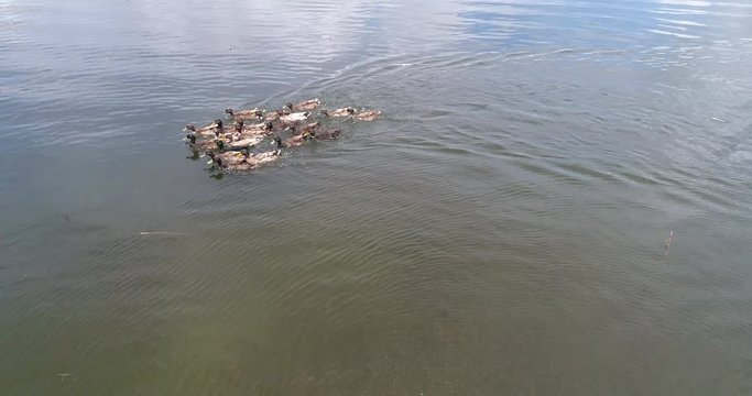 Ducks swimming in the lake after eating grass in a field.