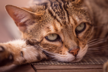 Bengal cat with bright eyes