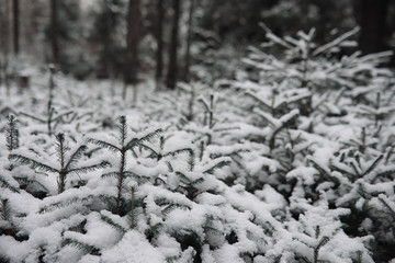Winter forest. Landscape of winter forest on a sunny day. Snow-c