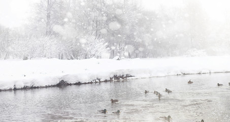 Snow-covered winter park and benches. Park and pier for feeding 