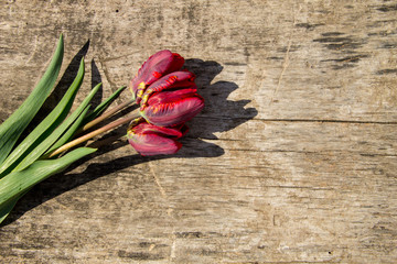 Fototapeta na wymiar Red tulips on rustic wooden background with copy space