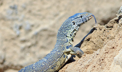 Monitor Lizard with tongue out climbing up a sand bank in South Luangwa National Park, Zambia